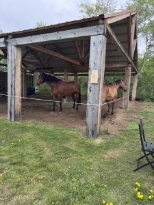 horse and nature retreat Alberta